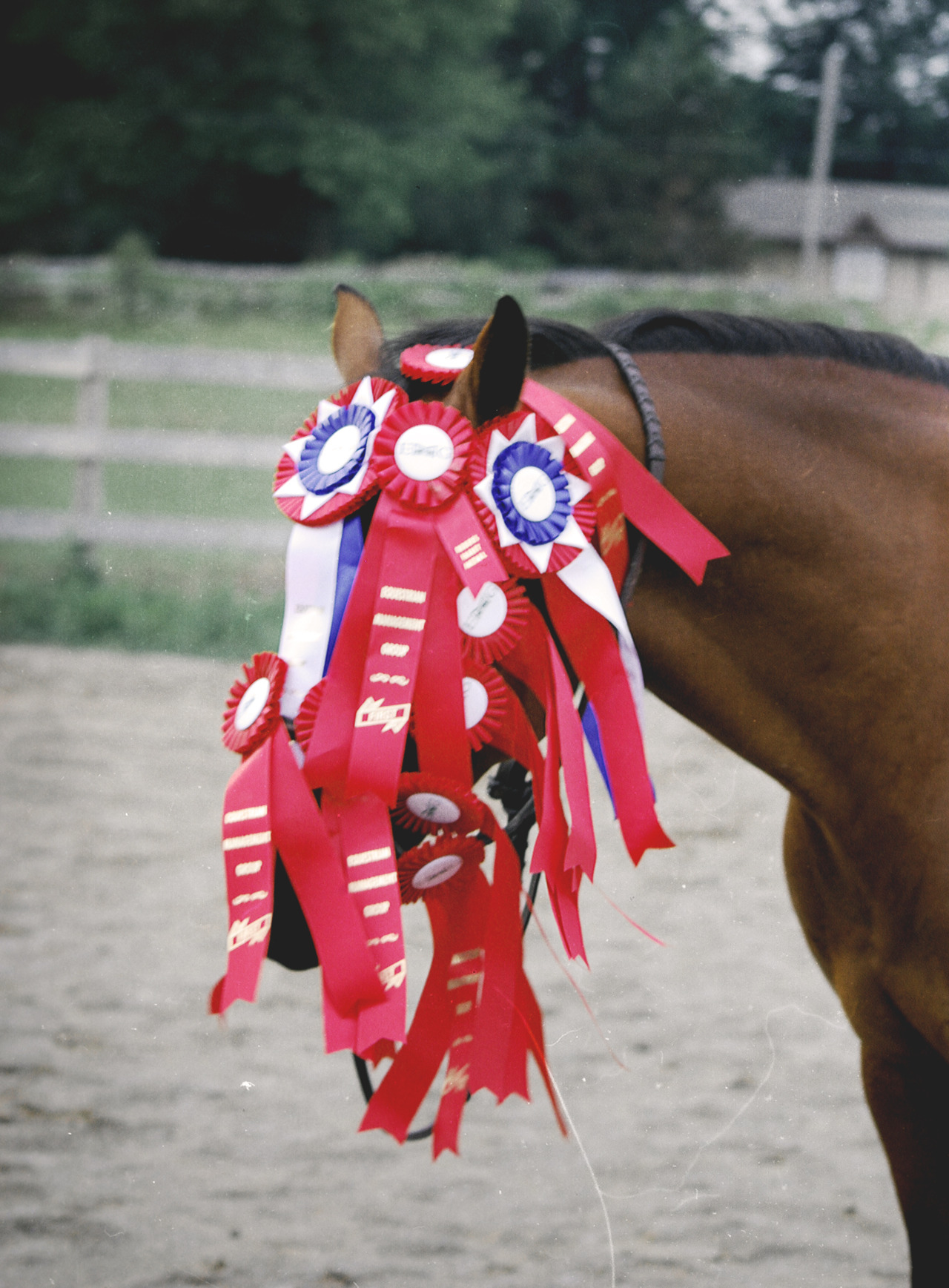 A show pony with its face completely obscured by dozens of county fair ribbons